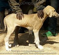 Image result for Dog Meat in Nigeria