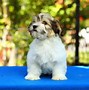 Image result for Jack Bichon Havanese Puppies