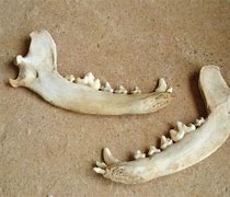 Image result for Rodent Bone Identification Chart