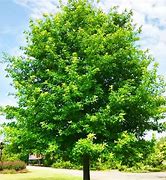 Image result for Nuttall Oak Tree