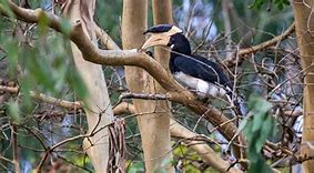 Image result for Malabar Pied Hornbill