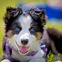 Image result for Australian Shepherd Dog