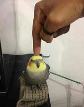 Image result for Birb Memes