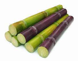 Image result for Sugar Cane Tops