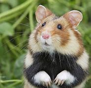 Image result for Hammond Cute