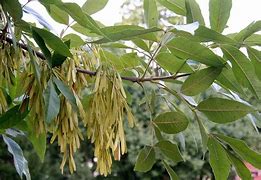 Image result for Shyamalan Ash Tree