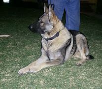 Image result for AKC German Shepherd