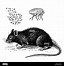 Image result for Pet Rat Drawing