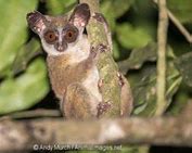 Image result for Dwarf Galago