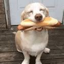 Image result for Yap Dog GIF