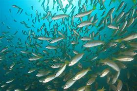 Image result for Fish with Migrating Eye