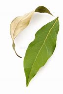 Image result for Ades Fresh Leaves