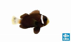 Image result for Mccullochi Clownfish