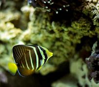 Image result for Yellow and Black Saltwater Fish