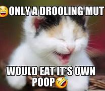 Image result for Cat Drool Meme