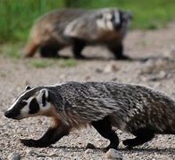 Image result for Kansas Badger