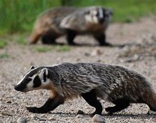 Image result for Us Badger