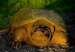 Image result for Turtle Age Chart