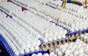 Image result for Fish Egg Bulk