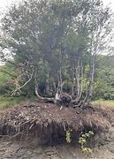 Image result for Forest Tree Roots