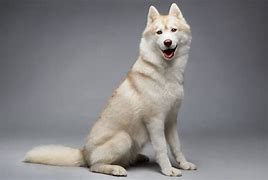 Image result for Silver and White Siberian Husky