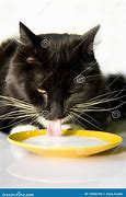 Image result for Cat Drinking Milk