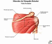 Image result for Musculos Do Ombro