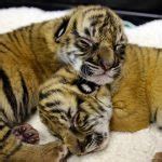 Image result for Baby Malayan Tiger Cubs