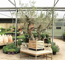 Image result for Back Yard Olive Tree Bench