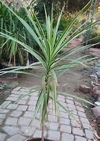 Image result for Dracaena Marginata Variegated