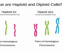 Image result for What Is Diploid