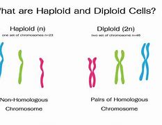 Image result for Diploid Diagram