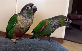 Image result for Black Cap Conure