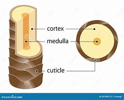 Image result for Germs Cell Cortex Medulla