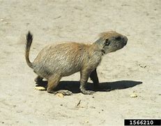 Image result for Sciuridae