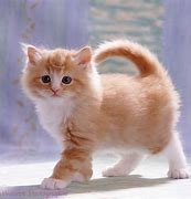 Image result for Fluffy Ginger Cat