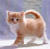 Image result for Cute Fluffy Ginger Kittens