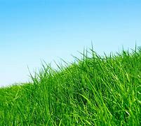 Image result for Background Rumput 3X1