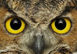 Image result for Owl Eyes Images