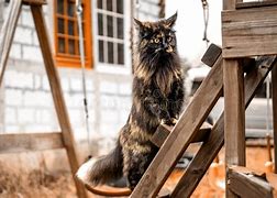 Image result for Proud Black Cat