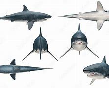 Image result for Great White Shark On Land