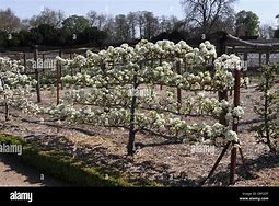 Image result for Espalier Pear Tree