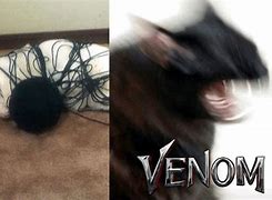 Image result for Venom Cat