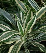 Image result for Variegated Dracaena