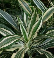 Image result for Variegated Dracaena Plant