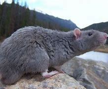 Image result for Grey Rat Blue Eyes