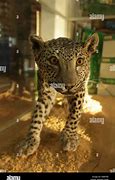 Image result for Panthera Pardus Nimr