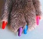 Image result for Cat Pedicure