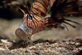 Image result for Lionfish Eating Fish