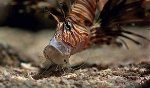 Image result for Lionfish Eating